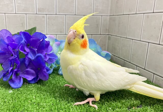 前かけ装着🌟 ̖́-ご飯スイッチ𝐎𝐍❕🍼 ⟡꙳オカメインコ(ルチノー/2025年3月生まれ) オカメインコ