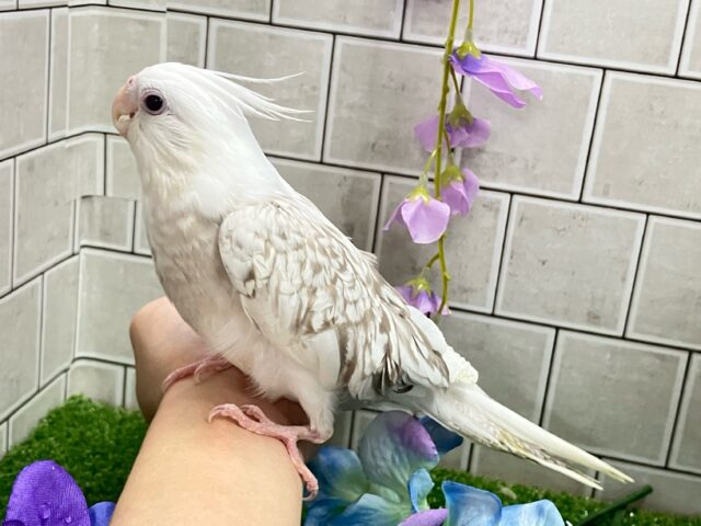 セピアに輝け📸✧*。オカメゴコロ🤍💭オカメインコ(WFシナモンパールパイド/2025年3月生まれ) オカメインコ