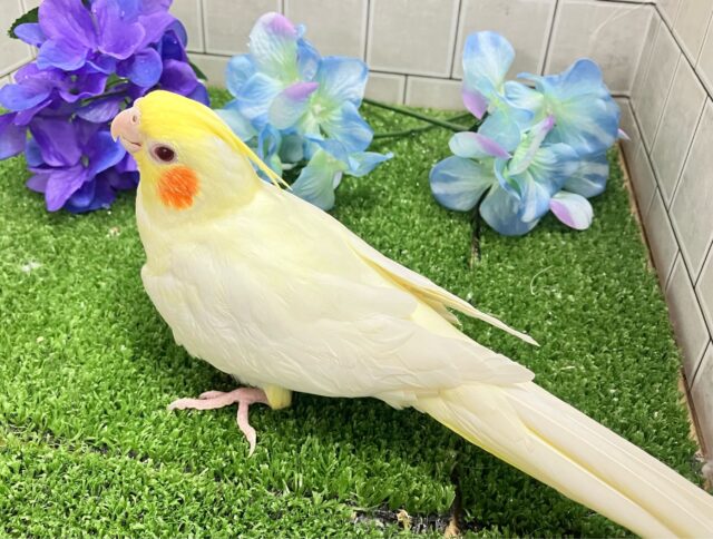 前かけ装着🌟 ̖́-ご飯スイッチ𝐎𝐍❕🍼 ⟡꙳オカメインコ(ルチノー/2025年3月生まれ) オカメインコ