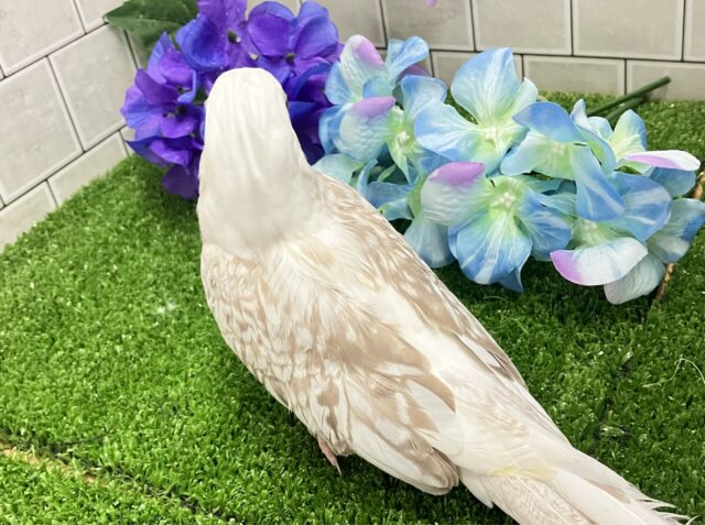 セピアに輝け📸✧*。オカメゴコロ🤍💭オカメインコ(WFシナモンパールパイド/2025年3月生まれ) オカメインコ