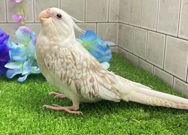 セピアに輝け📸✧*。オカメゴコロ🤍💭オカメインコ(WFシナモンパールパイド/2025年3月生まれ) オカメインコ