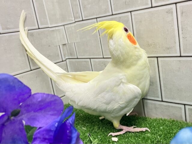 前かけ装着🌟 ̖́-ご飯スイッチ𝐎𝐍❕🍼 ⟡꙳オカメインコ(ルチノー/2025年3月生まれ) オカメインコ