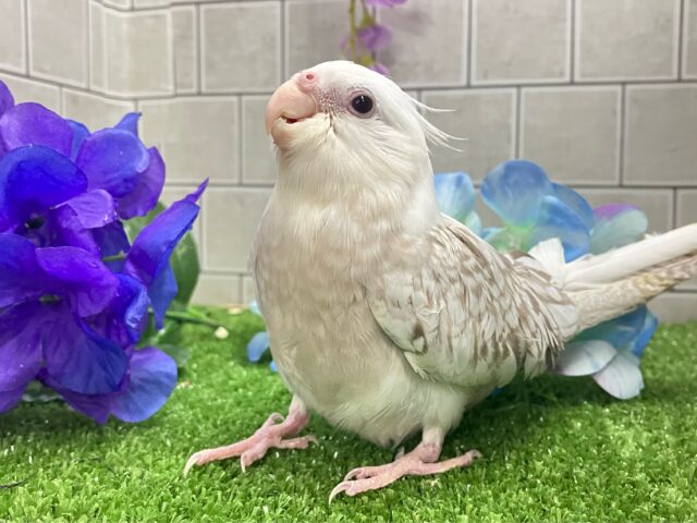 セピアに輝け📸✧*。オカメゴコロ🤍💭オカメインコ(WFシナモンパールパイド/2025年3月生まれ) オカメインコ