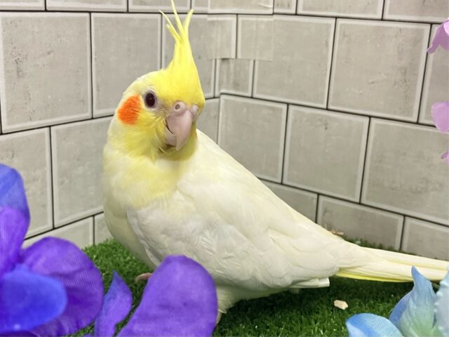 前かけ装着🌟 ̖́-ご飯スイッチ𝐎𝐍❕🍼 ⟡꙳オカメインコ(ルチノー/2025年3月生まれ) オカメインコ