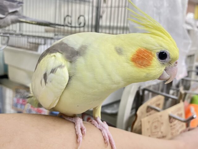まったりꕤ.。バナナラテ𝕧𝕒𝕔𝕒𝕥𝕚𝕠𝕟🍌🌴 ̖́-オカメインコ(パイド/2025年3月生まれ) オカメインコ