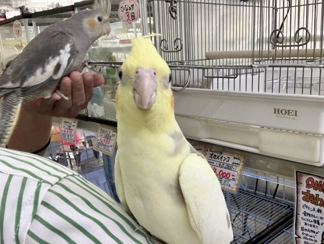 まったりꕤ.。バナナラテ𝕧𝕒𝕔𝕒𝕥𝕚𝕠𝕟🍌🌴 ̖́-オカメインコ(パイド/2025年3月生まれ) オカメインコ