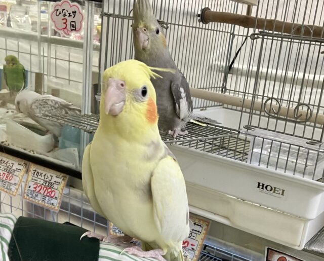 まったりꕤ.。バナナラテ𝕧𝕒𝕔𝕒𝕥𝕚𝕠𝕟🍌🌴 ̖́-オカメインコ(パイド/2025年3月生まれ) オカメインコ