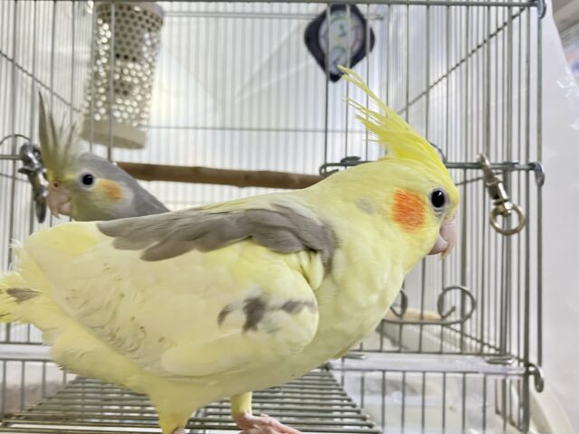 まったりꕤ.。バナナラテ𝕧𝕒𝕔𝕒𝕥𝕚𝕠𝕟🍌🌴 ̖́-オカメインコ(パイド/2025年3月生まれ) オカメインコ