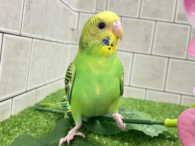 シュババっと参上ゥ❕森で修行チュウ🥷🌳⋆꙳ セキセイインコ(グリーンオパーリン/2025年3がつ生まれ) セキセイインコ