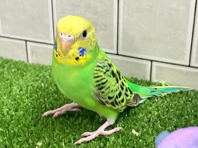 シュババっと参上ゥ❕森で修行チュウ🥷🌳⋆꙳ セキセイインコ(グリーンオパーリン/2025年3がつ生まれ) セキセイインコ