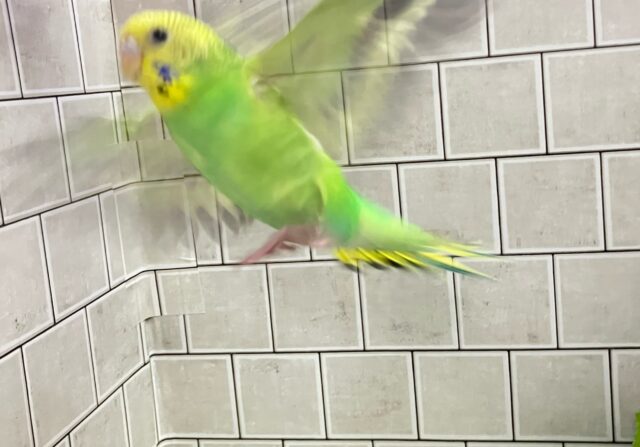 シュババっと参上ゥ❕森で修行チュウ🥷🌳⋆꙳ セキセイインコ(グリーンオパーリン/2025年3がつ生まれ) セキセイインコ