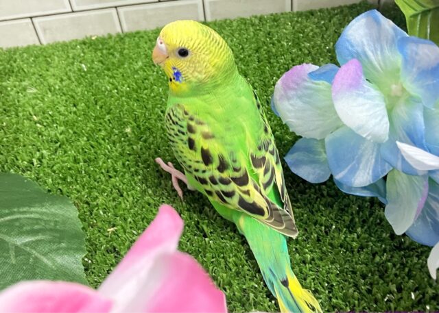 シュババっと参上ゥ❕森で修行チュウ🥷🌳⋆꙳ セキセイインコ(グリーンオパーリン/2025年3がつ生まれ) セキセイインコ