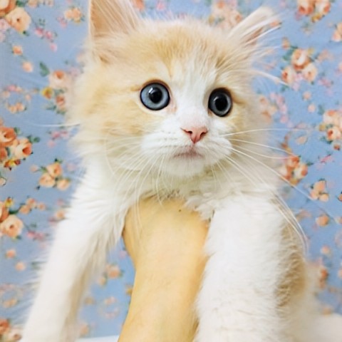 ミヌエット