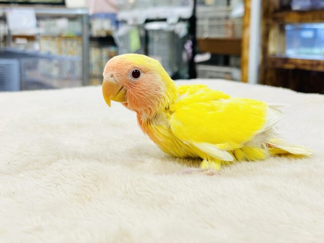 【最新画像】ジューシーなフルーツみたい💛❤️コザクラインコ(ルチノー)ヒナ コザクラインコ(小桜インコ)