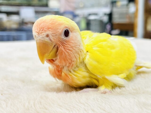 【最新画像】ジューシーなフルーツみたい💛❤️コザクラインコ(ルチノー)ヒナ コザクラインコ(小桜インコ)