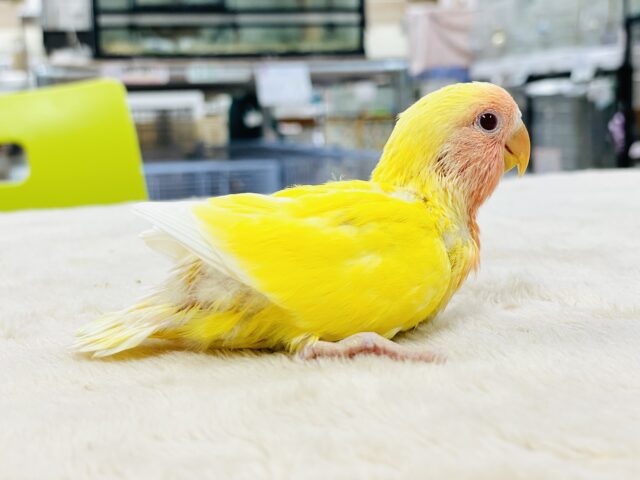 【最新画像】ジューシーなフルーツみたい💛❤️コザクラインコ(ルチノー)ヒナ コザクラインコ(小桜インコ)