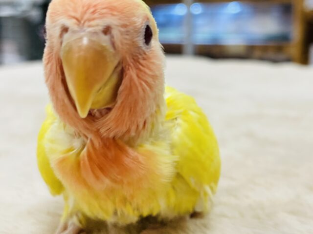 【最新画像】ジューシーなフルーツみたい💛❤️コザクラインコ(ルチノー)ヒナ コザクラインコ(小桜インコ)