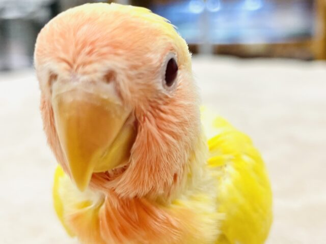 【最新画像】ジューシーなフルーツみたい💛❤️コザクラインコ(ルチノー)ヒナ コザクラインコ(小桜インコ)