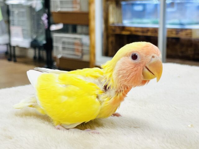 【最新画像】ジューシーなフルーツみたい💛❤️コザクラインコ(ルチノー)ヒナ コザクラインコ(小桜インコ)