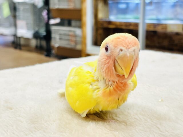 【最新画像】ジューシーなフルーツみたい💛❤️コザクラインコ(ルチノー)ヒナ コザクラインコ(小桜インコ)