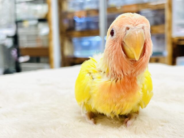 【最新画像】ジューシーなフルーツみたい💛❤️コザクラインコ(ルチノー)ヒナ コザクラインコ(小桜インコ)