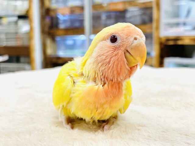 【最新画像】ジューシーなフルーツみたい💛❤️コザクラインコ(ルチノー)ヒナ コザクラインコ(小桜インコ)