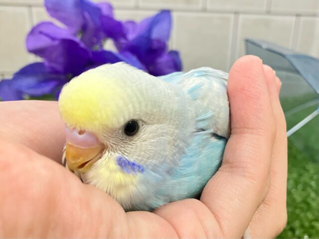 ピロLaLaLa💫✧*。虹色ドレスで駆け回〜る♬*°セキセイインコ(パステルレインボースパングル/2025年5月生まれ) セキセイインコ