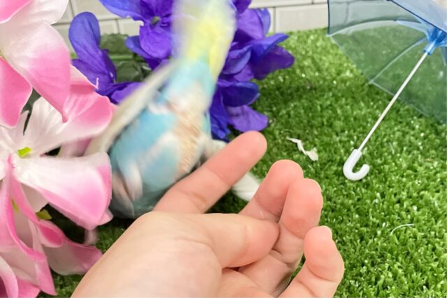 ピロLaLaLa💫✧*。虹色ドレスで駆け回〜る♬*°セキセイインコ(パステルレインボースパングル/2025年5月生まれ) セキセイインコ