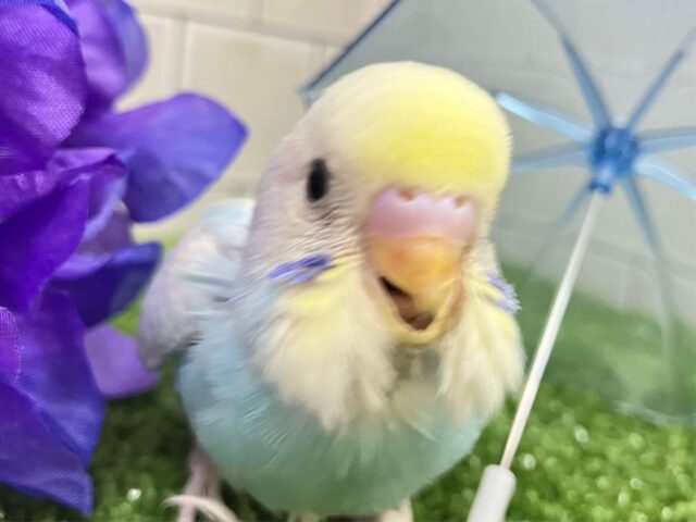 ピロLaLaLa💫✧*。虹色ドレスで駆け回〜る♬*°セキセイインコ(パステルレインボースパングル/2025年5月生まれ) セキセイインコ