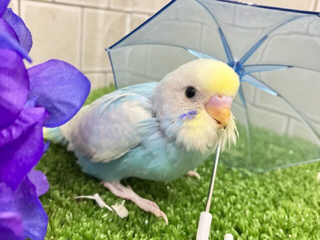 ピロLaLaLa💫✧*。虹色ドレスで駆け回〜る♬*°セキセイインコ(パステルレインボースパングル/2025年5月生まれ) セキセイインコ