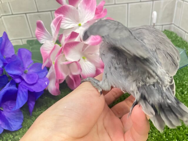 永遠の𝐬𝐦𝐨𝐤𝐲✨クールビューティ担当🩶✧*。コザクラインコ(モーブ/2025年5月生まれ) コザクラインコ(小桜インコ)