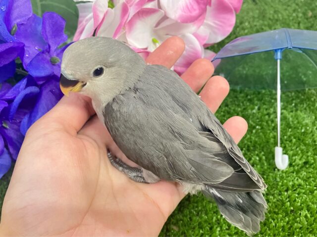 永遠の𝐬𝐦𝐨𝐤𝐲✨クールビューティ担当🩶✧*。コザクラインコ(モーブ/2025年5月生まれ) コザクラインコ(小桜インコ)