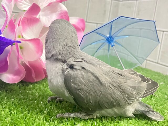 永遠の𝐬𝐦𝐨𝐤𝐲✨クールビューティ担当🩶✧*。コザクラインコ(モーブ/2025年5月生まれ) コザクラインコ(小桜インコ)