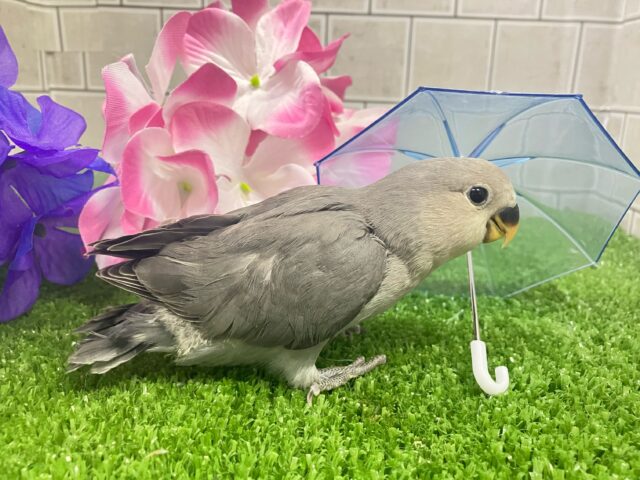 永遠の𝐬𝐦𝐨𝐤𝐲✨クールビューティ担当🩶✧*。コザクラインコ(モーブ/2025年5月生まれ) コザクラインコ(小桜インコ)