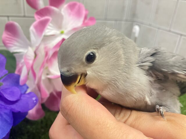 永遠の𝐬𝐦𝐨𝐤𝐲✨クールビューティ担当🩶✧*。コザクラインコ(モーブ/2025年5月生まれ) コザクラインコ(小桜インコ)