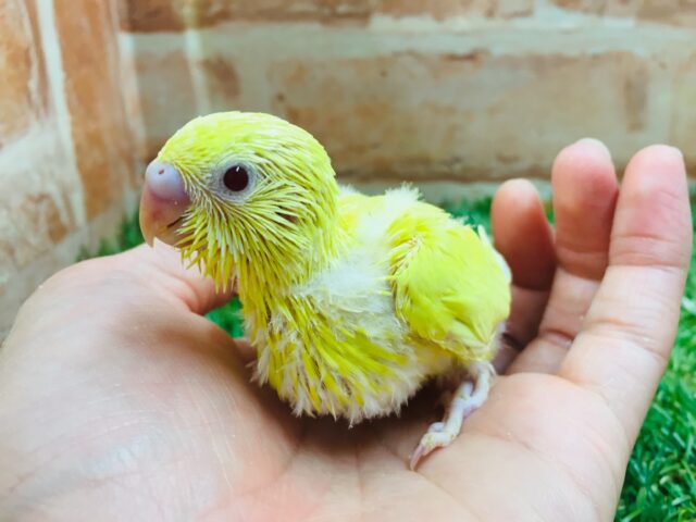 【☆最新画像更新☆】ルチノーカラーのセキセイちゃんがやって来ましたよ~🐤🐤 セキセイインコ セキセイインコ