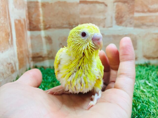 【☆最新画像更新☆】ルチノーカラーのセキセイちゃんがやって来ましたよ~🐤🐤 セキセイインコ セキセイインコ