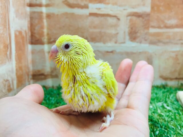 【☆最新画像更新☆】ルチノーカラーのセキセイちゃんがやって来ましたよ~🐤🐤 セキセイインコ セキセイインコ