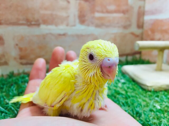 【☆最新画像更新☆】ルチノーカラーのセキセイちゃんがやって来ましたよ~🐤🐤 セキセイインコ セキセイインコ