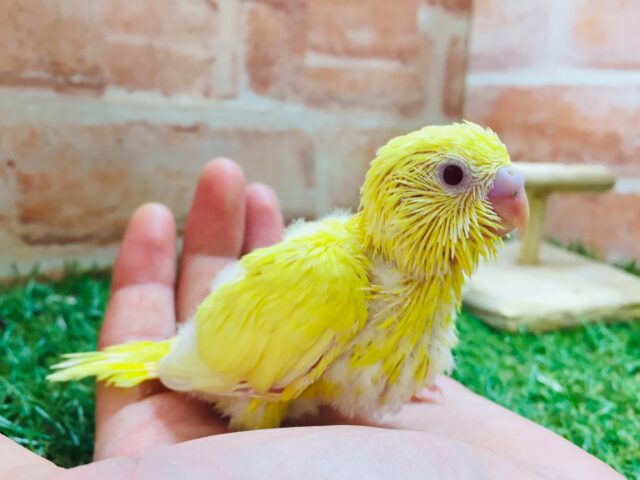 【☆最新画像更新☆】ルチノーカラーのセキセイちゃんがやって来ましたよ~🐤🐤 セキセイインコ セキセイインコ