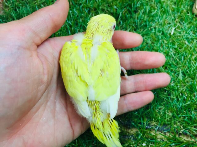 【☆最新画像更新☆】ルチノーカラーのセキセイちゃんがやって来ましたよ~🐤🐤 セキセイインコ セキセイインコ