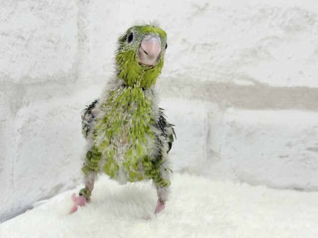 【最新画像更新🪄もうすぐひとり餌☆】サザナミ界のアピール番長☆サザナミインコ(ダークグリーンスパングルSF) ヒナ サザナミインコ