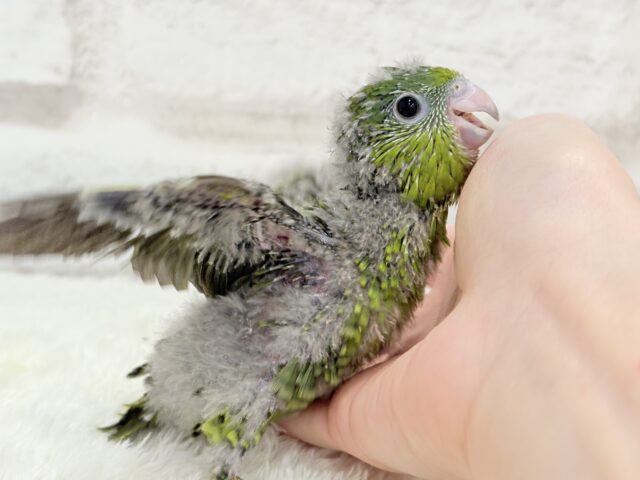 【最新画像更新🪄もうすぐひとり餌☆】サザナミ界のアピール番長☆サザナミインコ(ダークグリーンスパングルSF) ヒナ サザナミインコ