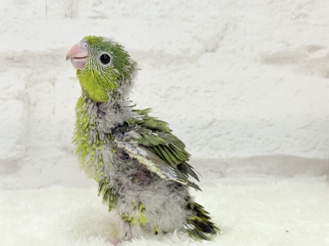 【最新画像更新🪄もうすぐひとり餌☆】サザナミ界のアピール番長☆サザナミインコ(ダークグリーンスパングルSF) ヒナ サザナミインコ