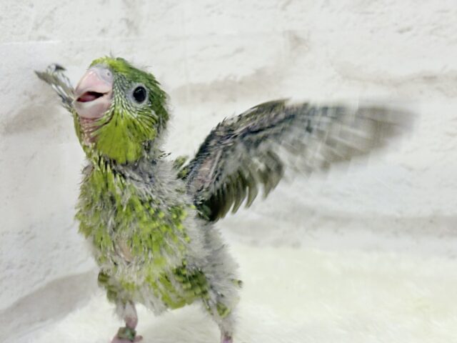 【最新画像更新🪄もうすぐひとり餌☆】サザナミ界のアピール番長☆サザナミインコ(ダークグリーンスパングルSF) ヒナ サザナミインコ