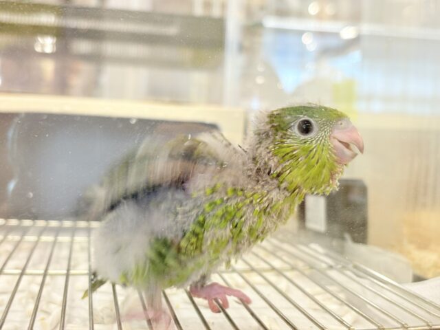 【最新画像更新🪄もうすぐひとり餌☆】サザナミ界のアピール番長☆サザナミインコ(ダークグリーンスパングルSF) ヒナ サザナミインコ