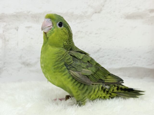 【最新画像更新🪄もうすぐひとり餌☆】サザナミ界のアピール番長☆サザナミインコ(ダークグリーンスパングルSF) ヒナ サザナミインコ