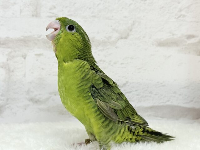 【最新画像更新🪄もうすぐひとり餌☆】サザナミ界のアピール番長☆サザナミインコ(ダークグリーンスパングルSF) ヒナ サザナミインコ