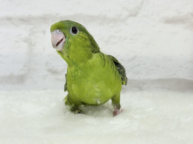 【最新画像更新🪄もうすぐひとり餌☆】サザナミ界のアピール番長☆サザナミインコ(ダークグリーンスパングルSF) ヒナ サザナミインコ