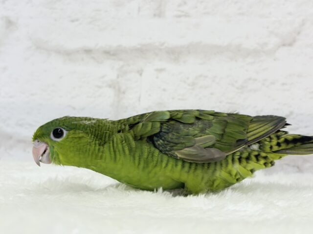 【最新画像更新🪄もうすぐひとり餌☆】サザナミ界のアピール番長☆サザナミインコ(ダークグリーンスパングルSF) ヒナ サザナミインコ
